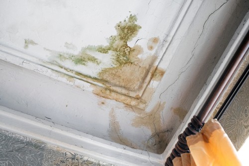 Mold growth due to water leakage